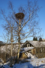 03.01.2008. Гнездо аистов в д. Туровские Холмы