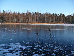07.01.2008. оз. Чёрное около протоки в оз. Хвойно.